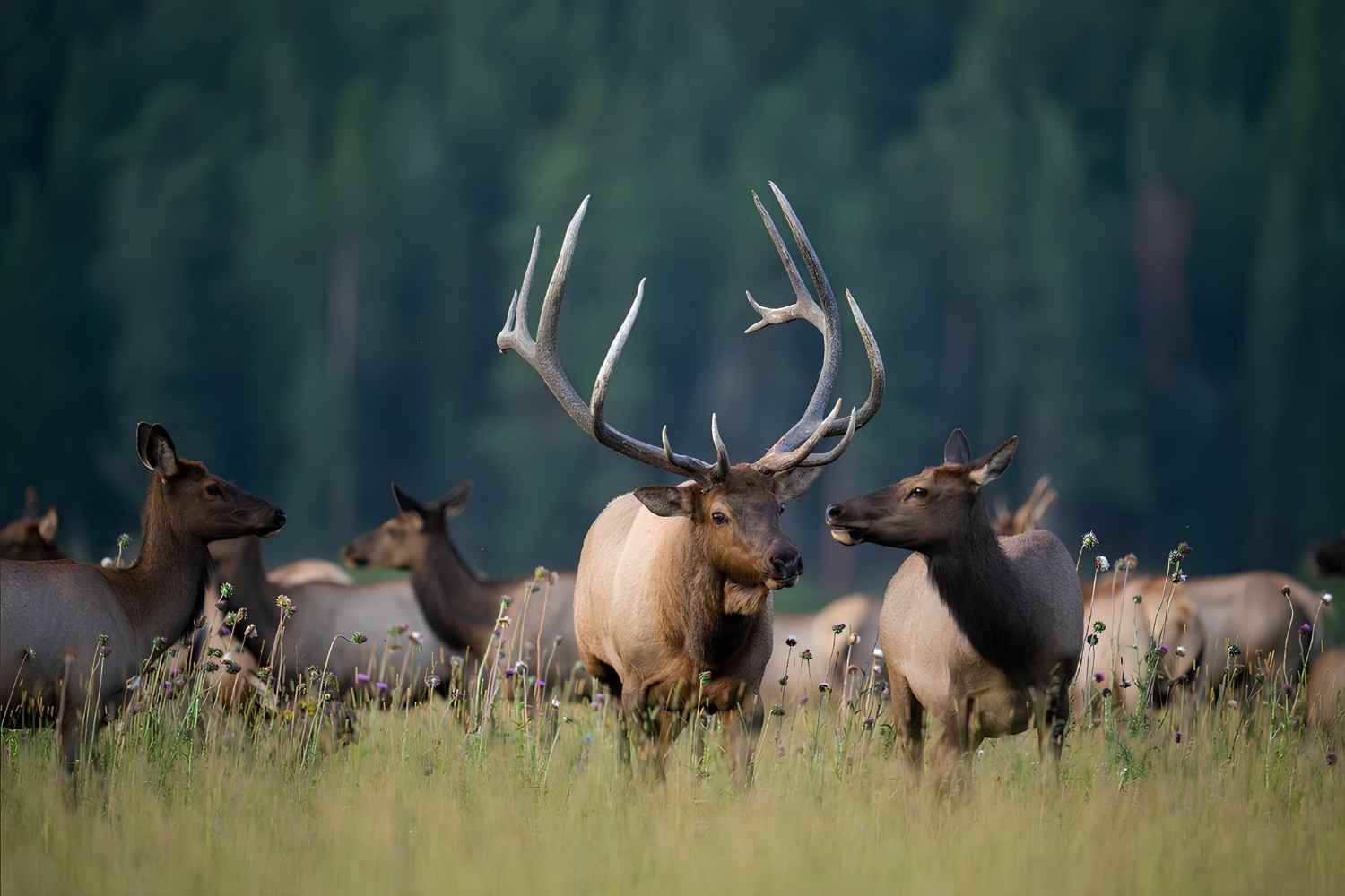 echoing-elk-calls-in-rocky-mountain-national-park