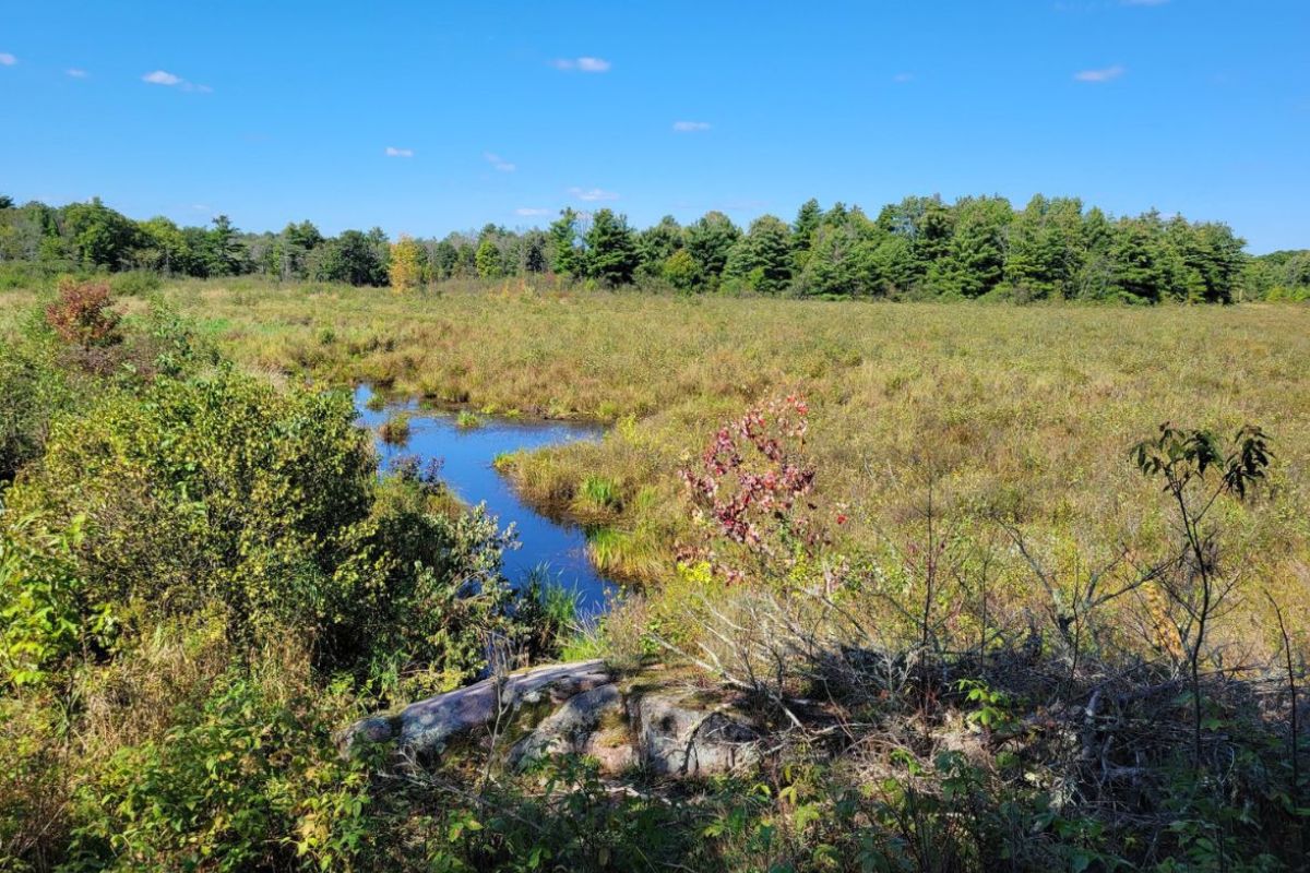 enchanting-adventures-in-west-kingston-wetlands