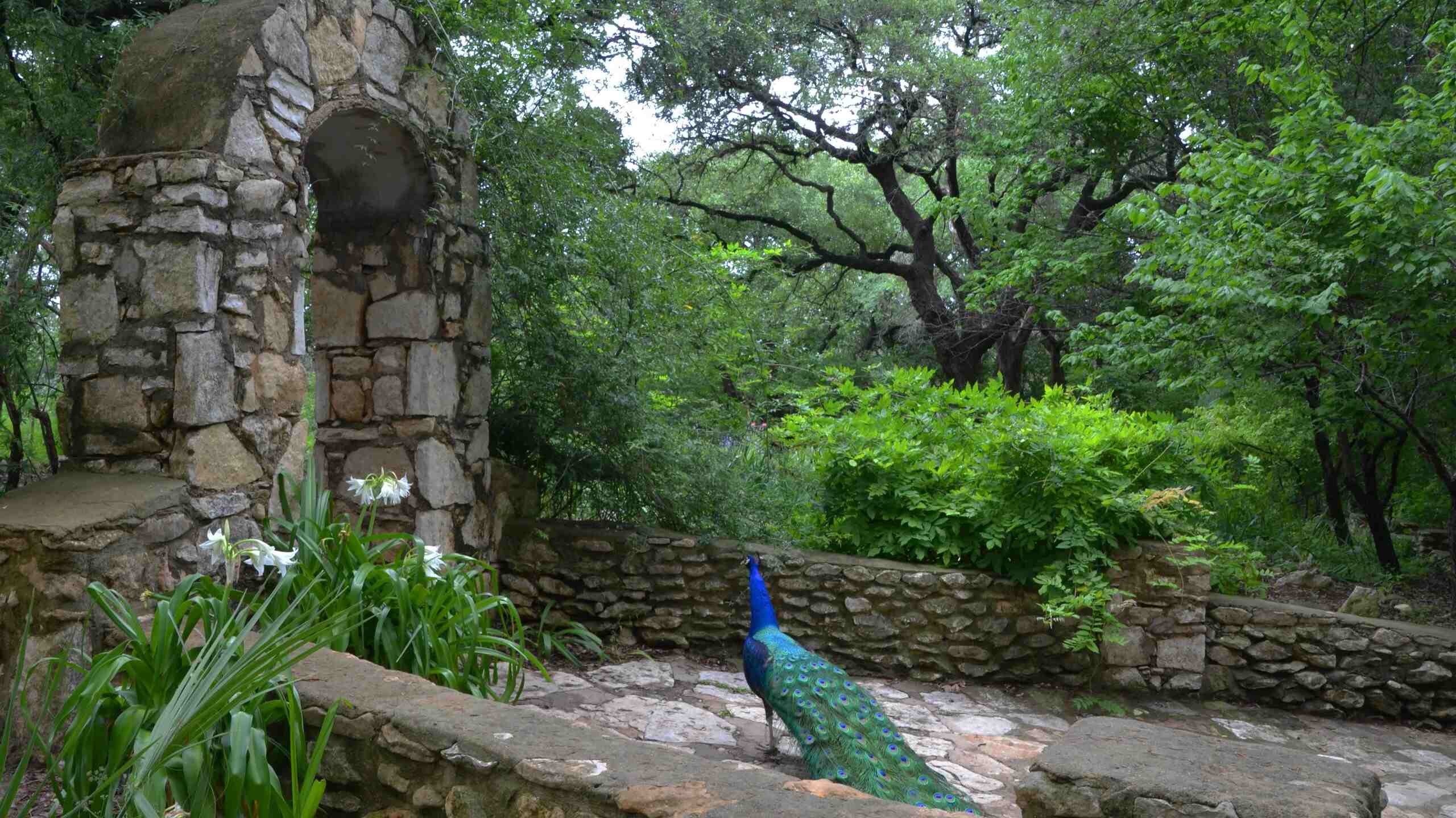 enchanting-oasis-austins-mayfield-park-and-preserve