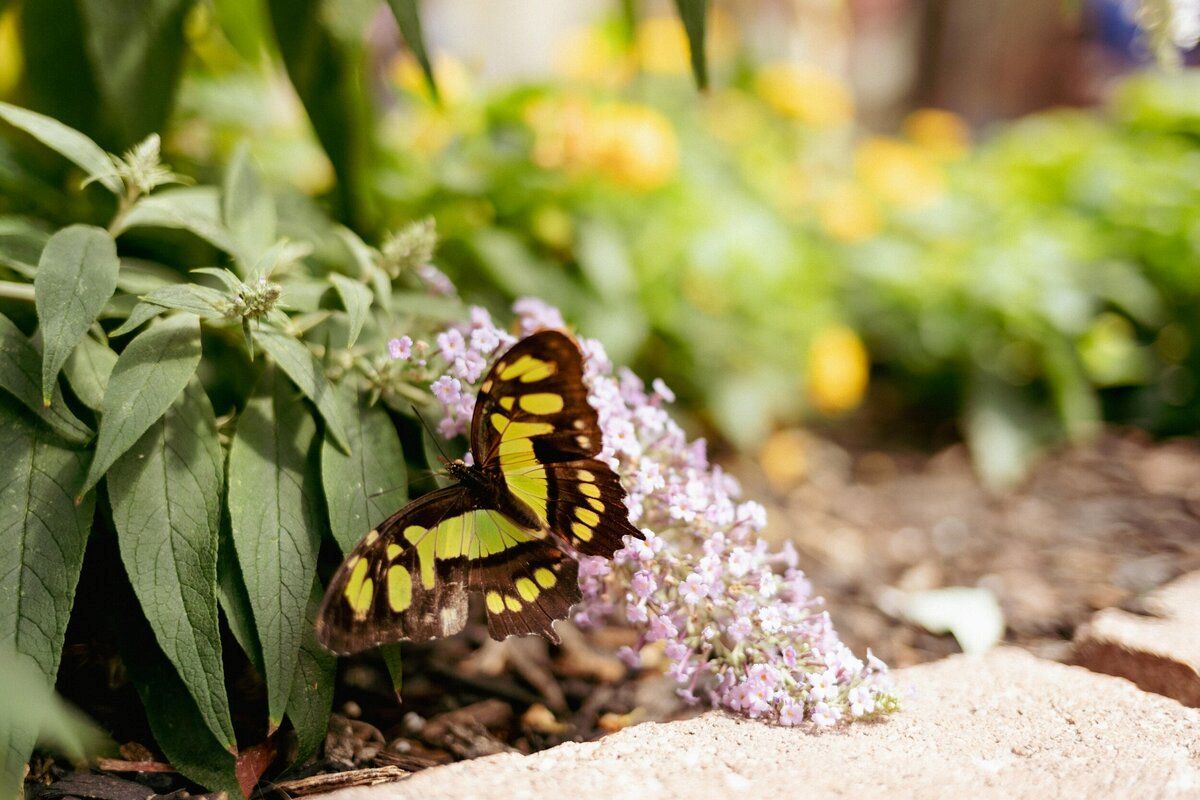 enchanting-wonders-at-the-butterfly-house