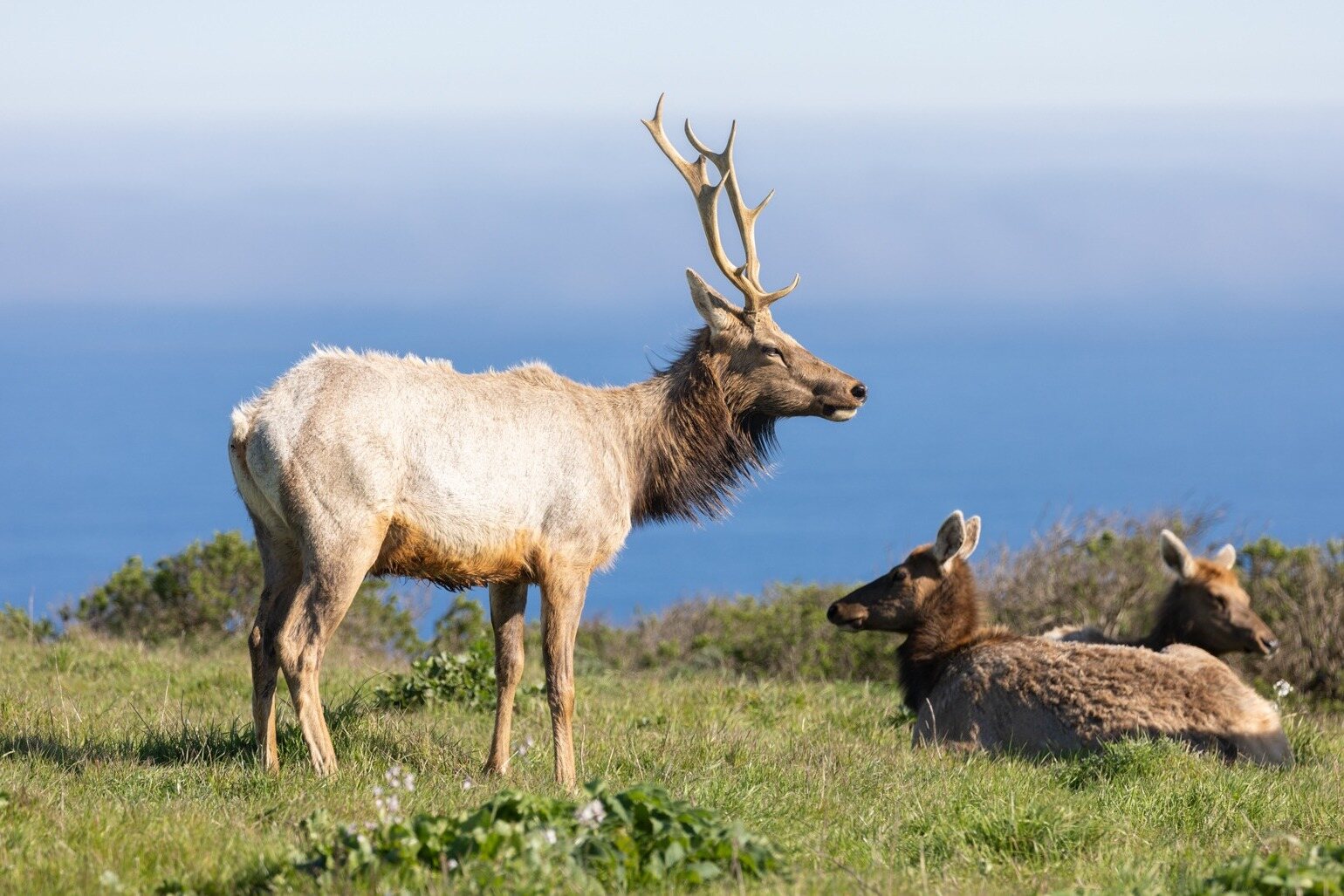 encounter-majestic-tule-elk-at-anderson-marsh-park