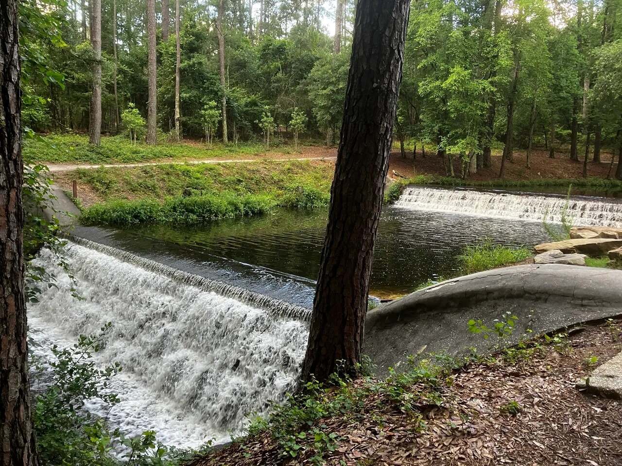 escape-to-sesquicentennial-state-parks-enchanting-forest