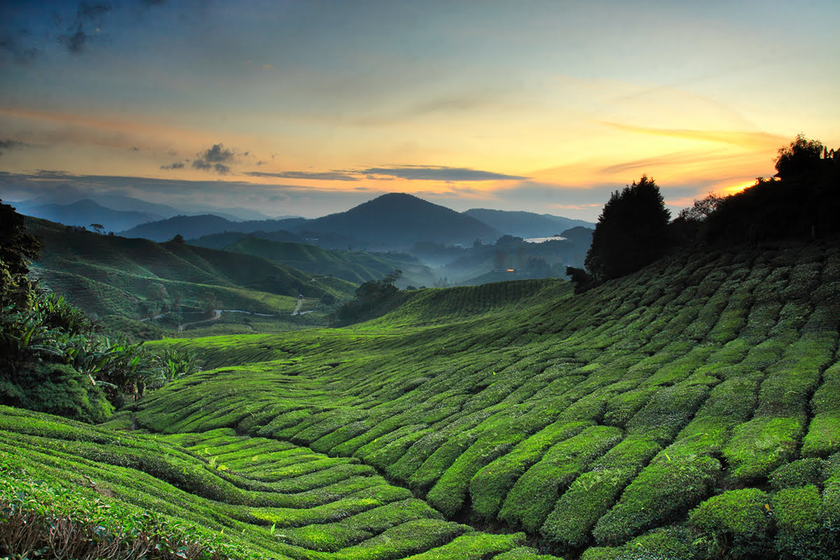 Exploring-Cameron-Highlands-Tea-Trails exploring-cameron-highlands-tea-trails