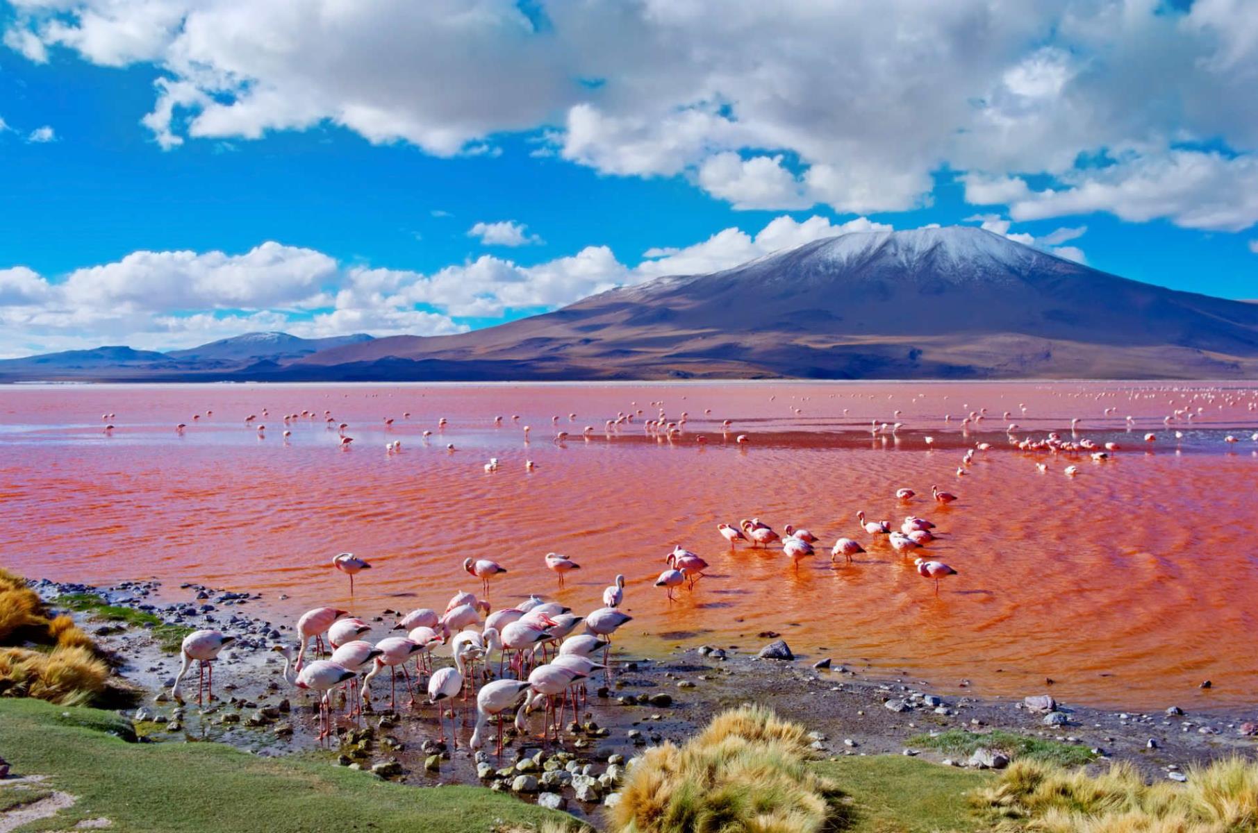 Flamingos-In-The-Bolivian-Salt-Flats flamingos-in-the-bolivian-salt-flats