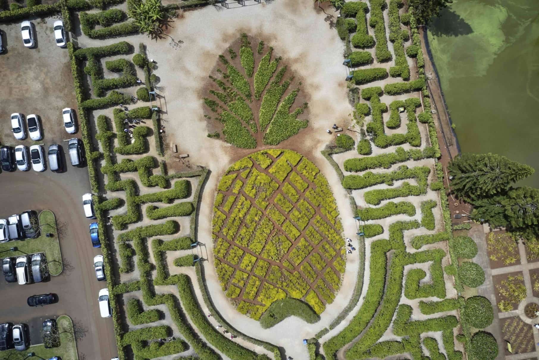 get-lost-in-dole-plantations-pineapple-garden-maze