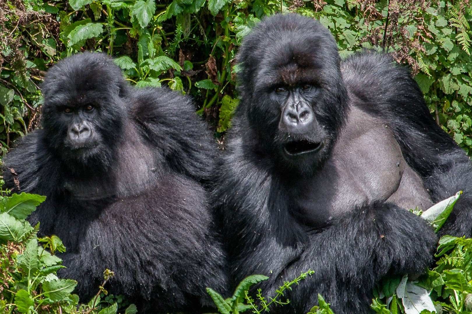 Gorilla-Trekking-In-Bwindi-Impenetrable-Forest gorilla-trekking-in-bwindi-impenetrable-forest