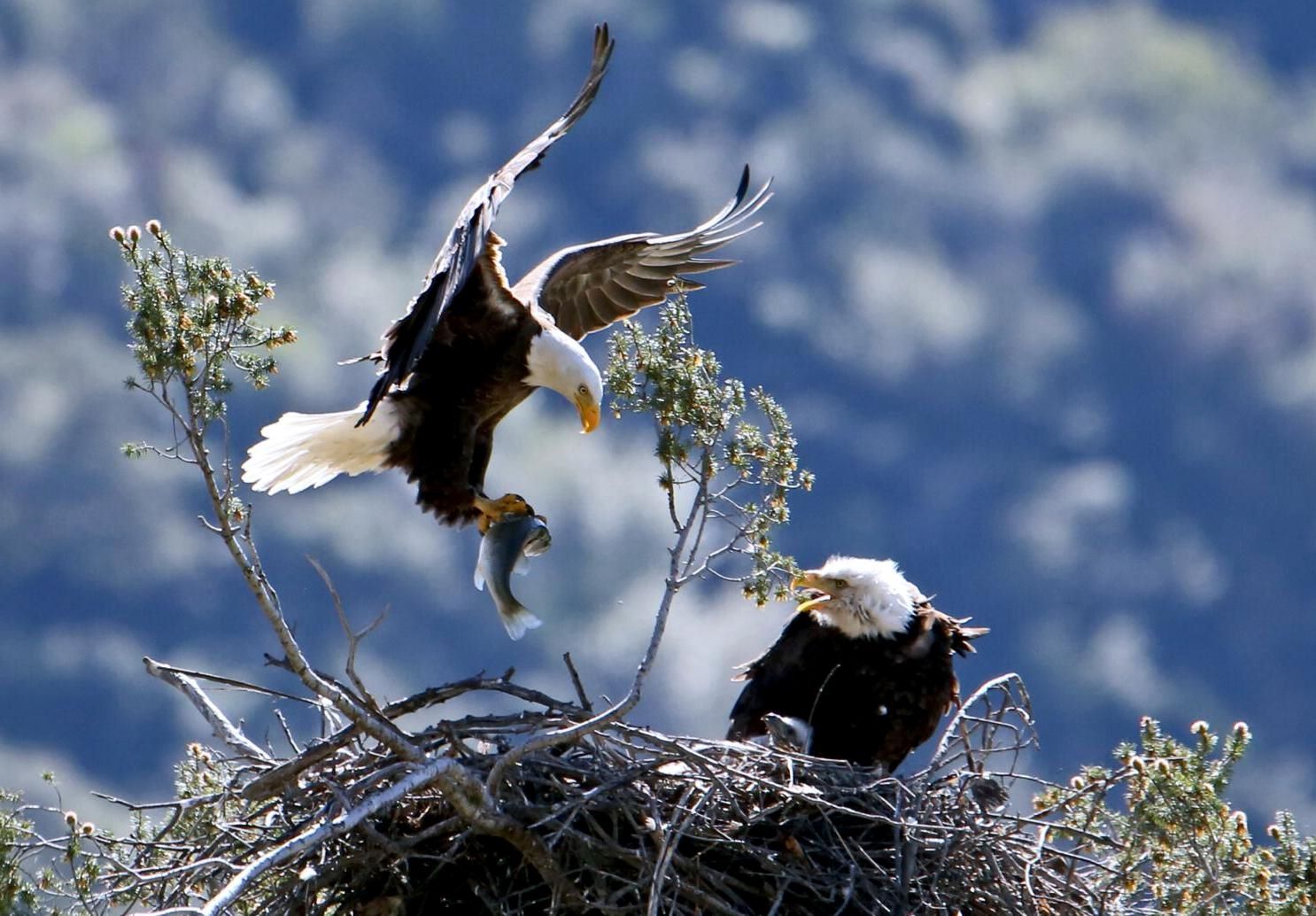 Hidden-Bald-Eagle-Nesting-Sites-Revealed hidden-bald-eagle-nesting-sites-revealed
