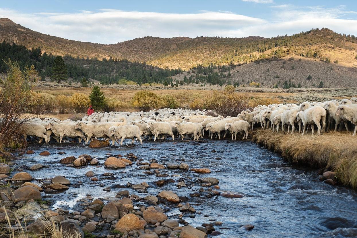 Hidden-Basque-Sheepherding-Camps-In-Nevada8217s-Ruby-Mountains hidden-basque-sheepherding-camps-in-nevadas-ruby-mountains