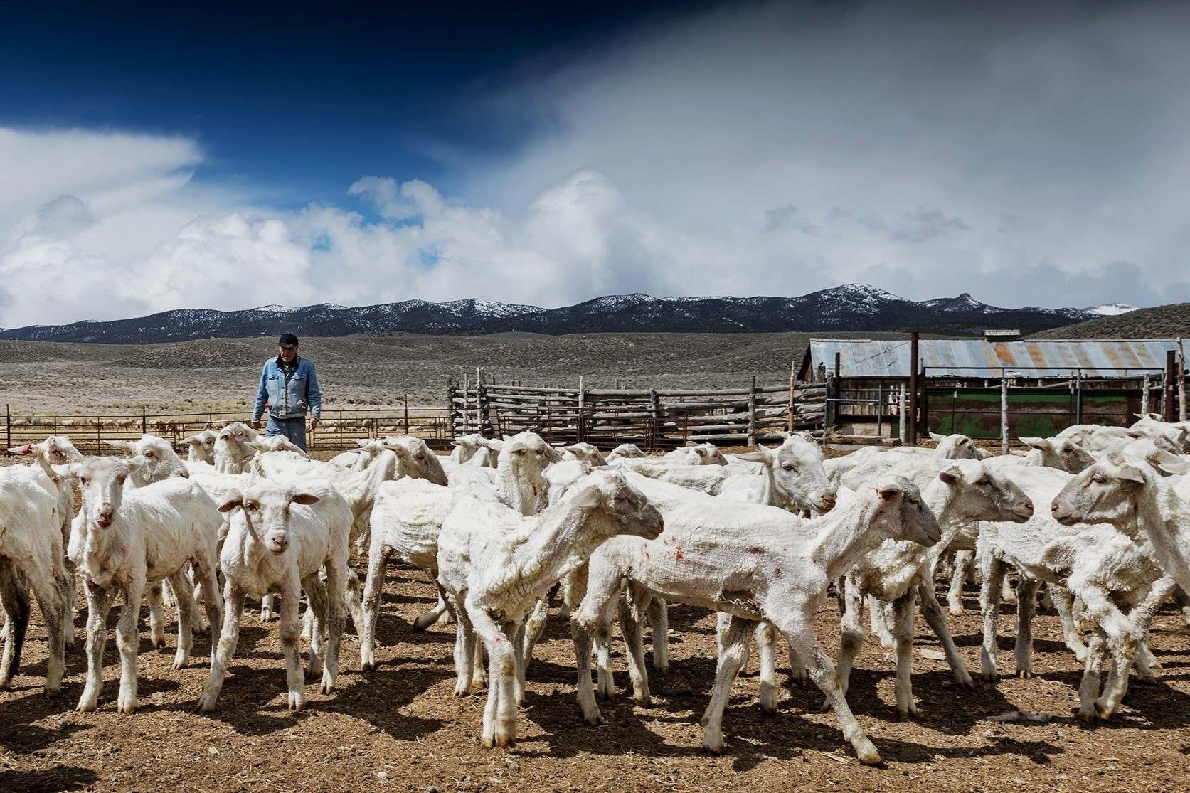 Hidden-Basque-Sheepherding-Camps-Of-Nevada hidden-basque-sheepherding-camps-of-nevada