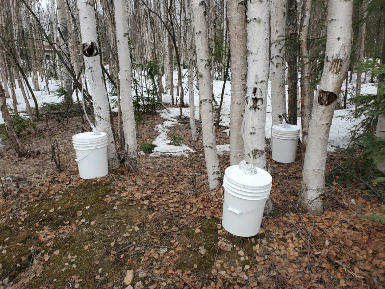 Hidden-Birch-Syrup-Tapping-Sites-In-Alaska hidden-birch-syrup-tapping-sites-in-alaska