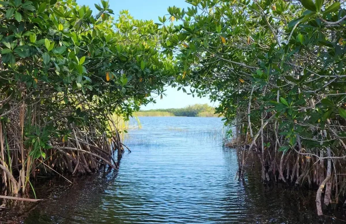 Hidden-Bird-Blinds-Of-The-Everglades hidden-bird-blinds-of-the-everglades