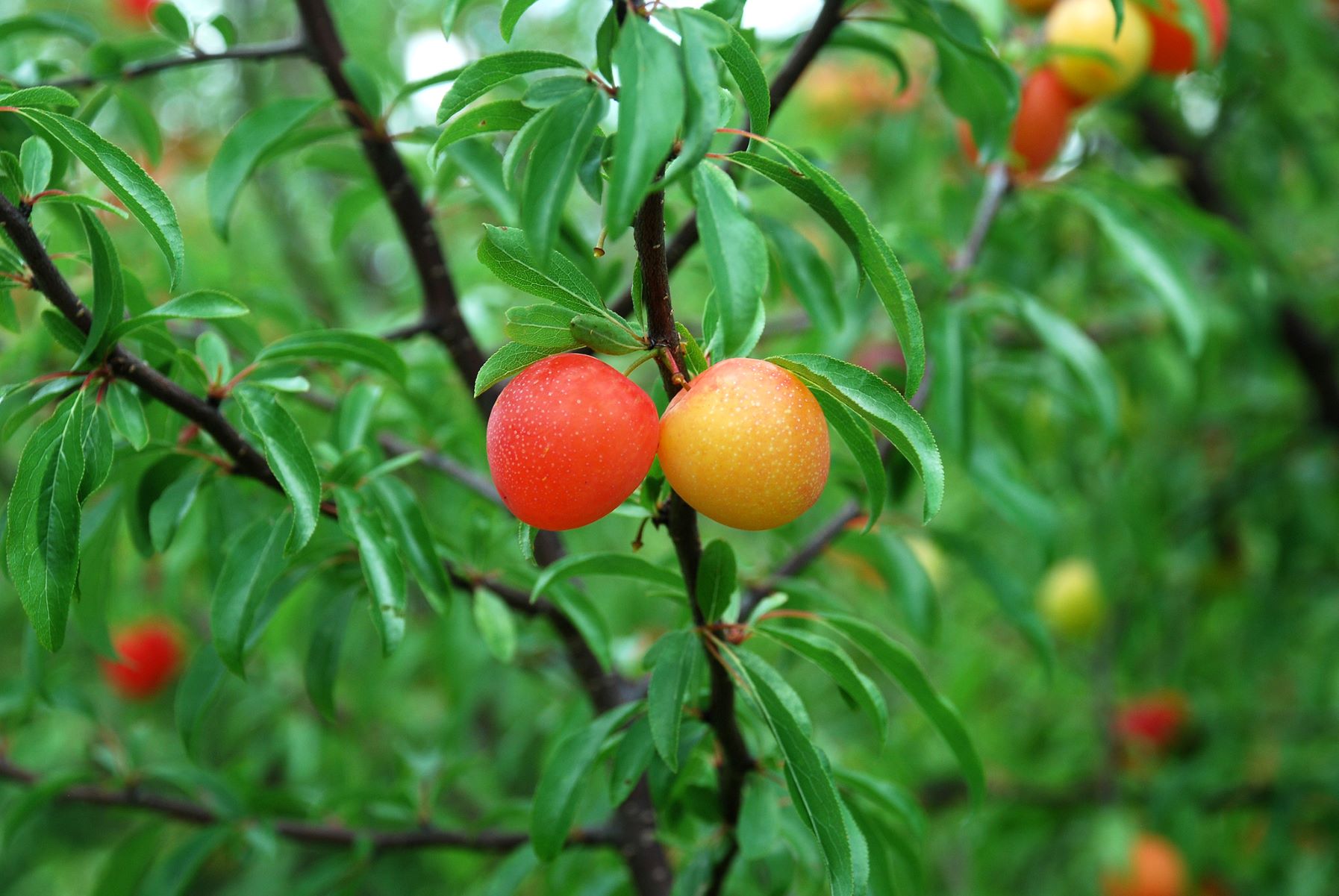 hidden-chickasaw-plum-groves-of-oklahoma