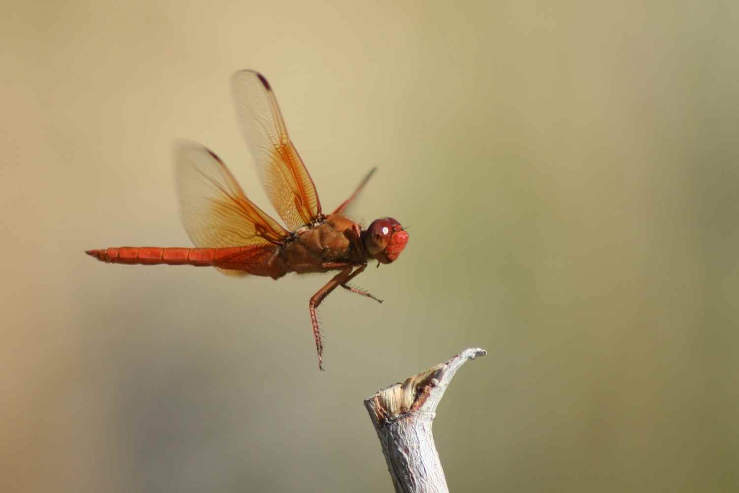 Hidden-Flame-Skimmer-Ponds-Of-Ash-Meadows-Nevada hidden-flame-skimmer-ponds-of-ash-meadows-nevada