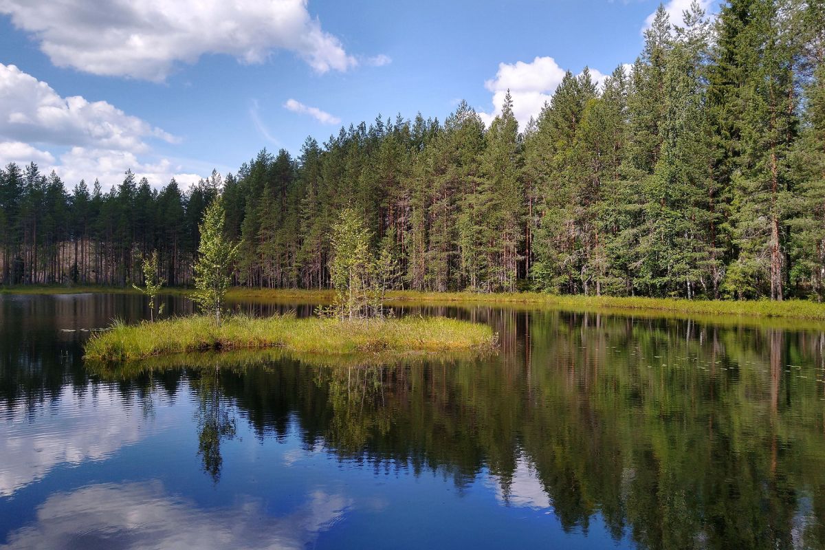 Hidden-Floating-Peat-Bogs-Of-Minnesota hidden-floating-peat-bogs-of-minnesota