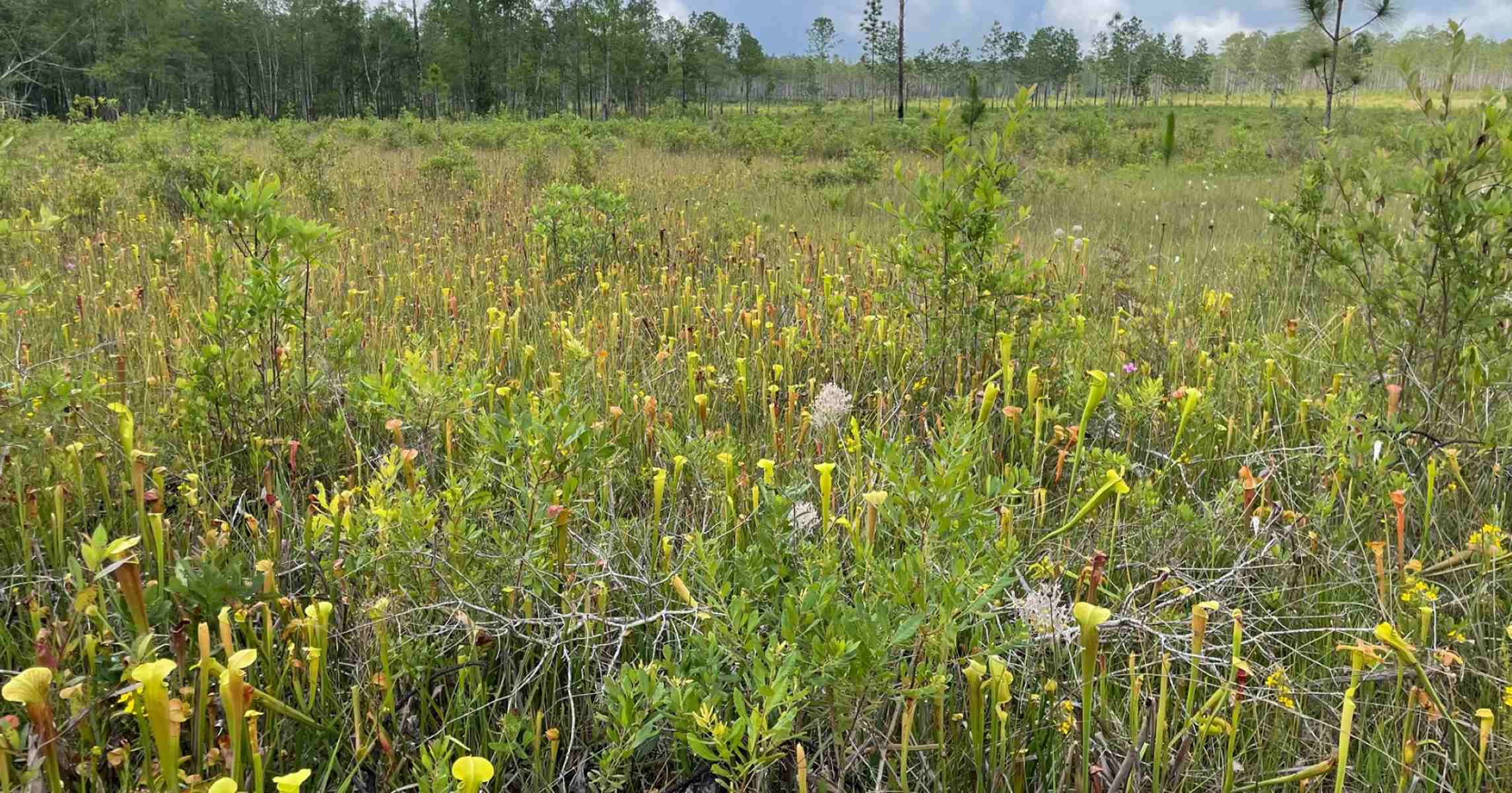Hidden-Floating-Pitcher-Plant-Bogs-In-Mississippi8217s-De-Soto-National-Forest hidden-floating-pitcher-plant-bogs-in-mississippis-de-soto-national-forest