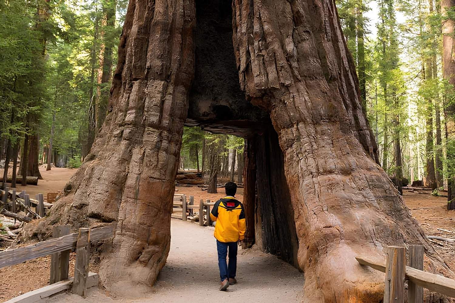 Hidden-Groves-Of-Giant-Sequoias hidden-groves-of-giant-sequoias
