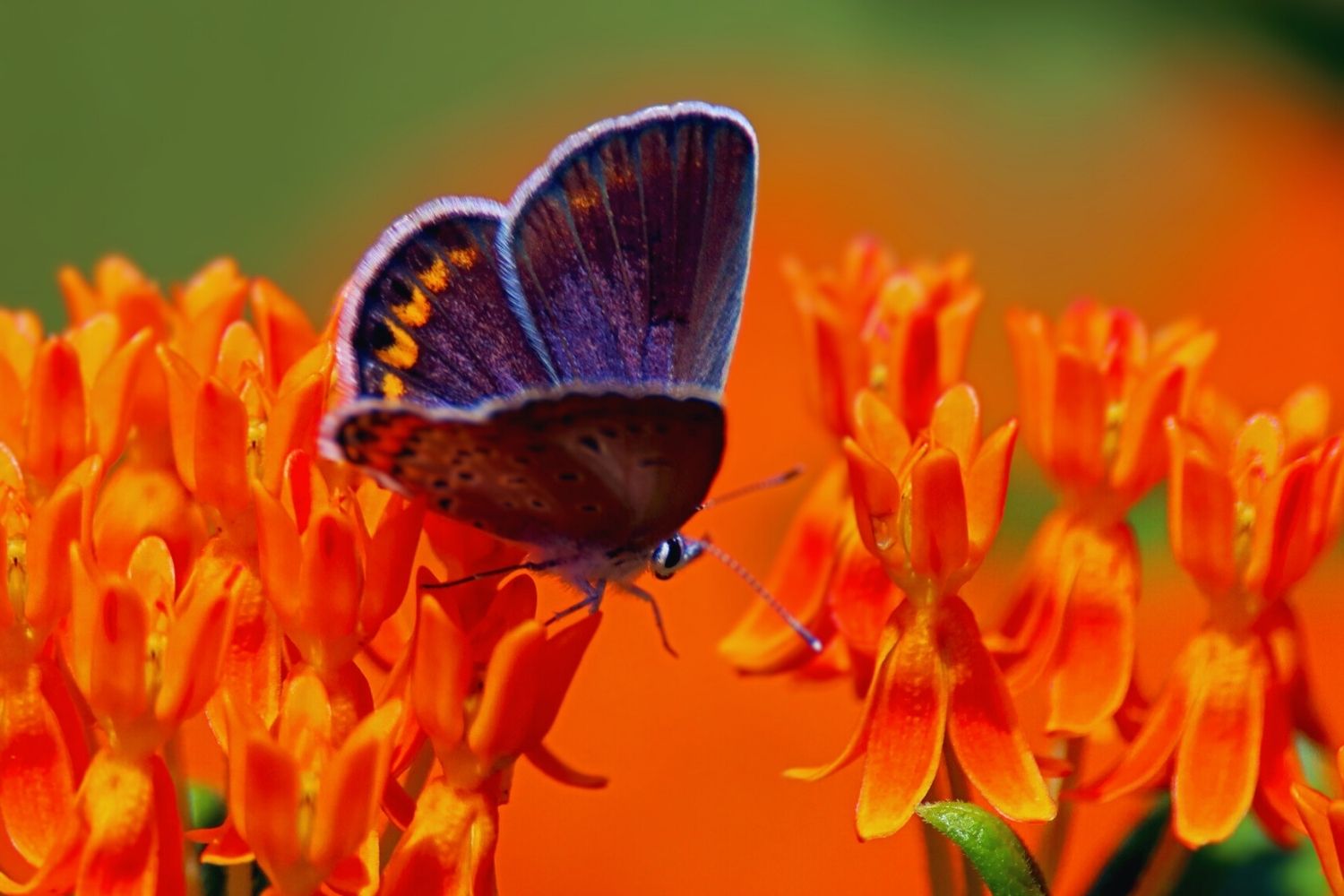 Hidden-Havens-Of-The-Karner-Blue-Butterfly hidden-havens-of-the-karner-blue-butterfly