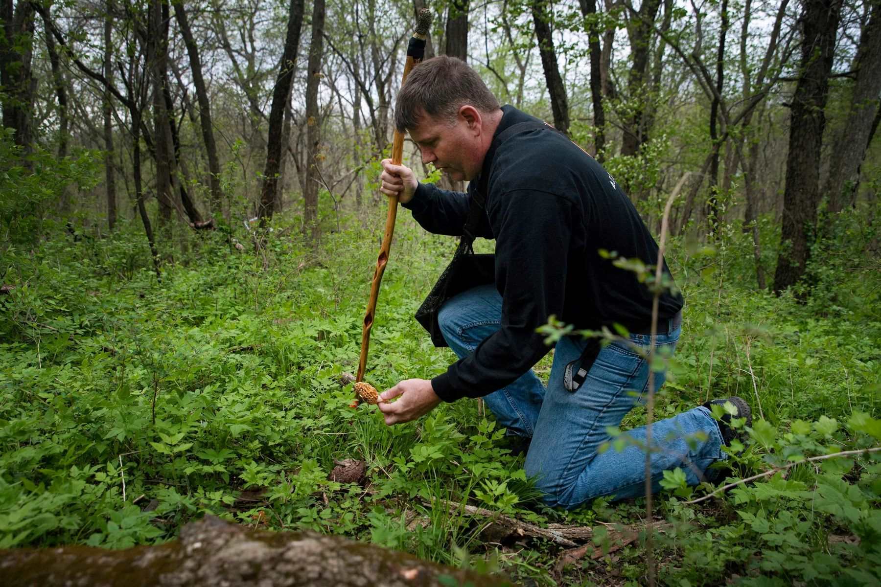 Hidden-Morel-Mushroom-Spots-In-The-Midwest hidden-morel-mushroom-spots-in-the-midwest