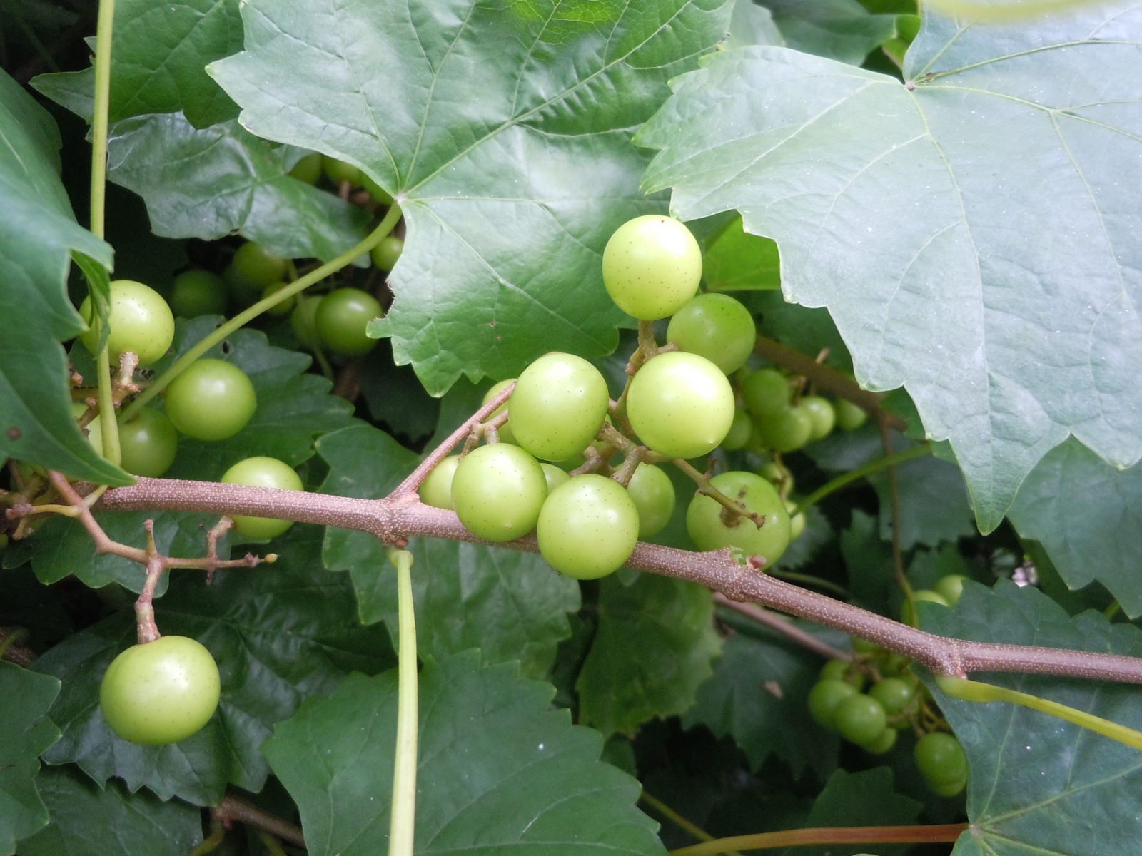 Hidden-Muscadine-Grape-Arbors-In-Georgia8217s-Chattahoochee-Forest hidden-muscadine-grape-arbors-in-georgias-chattahoochee-forest