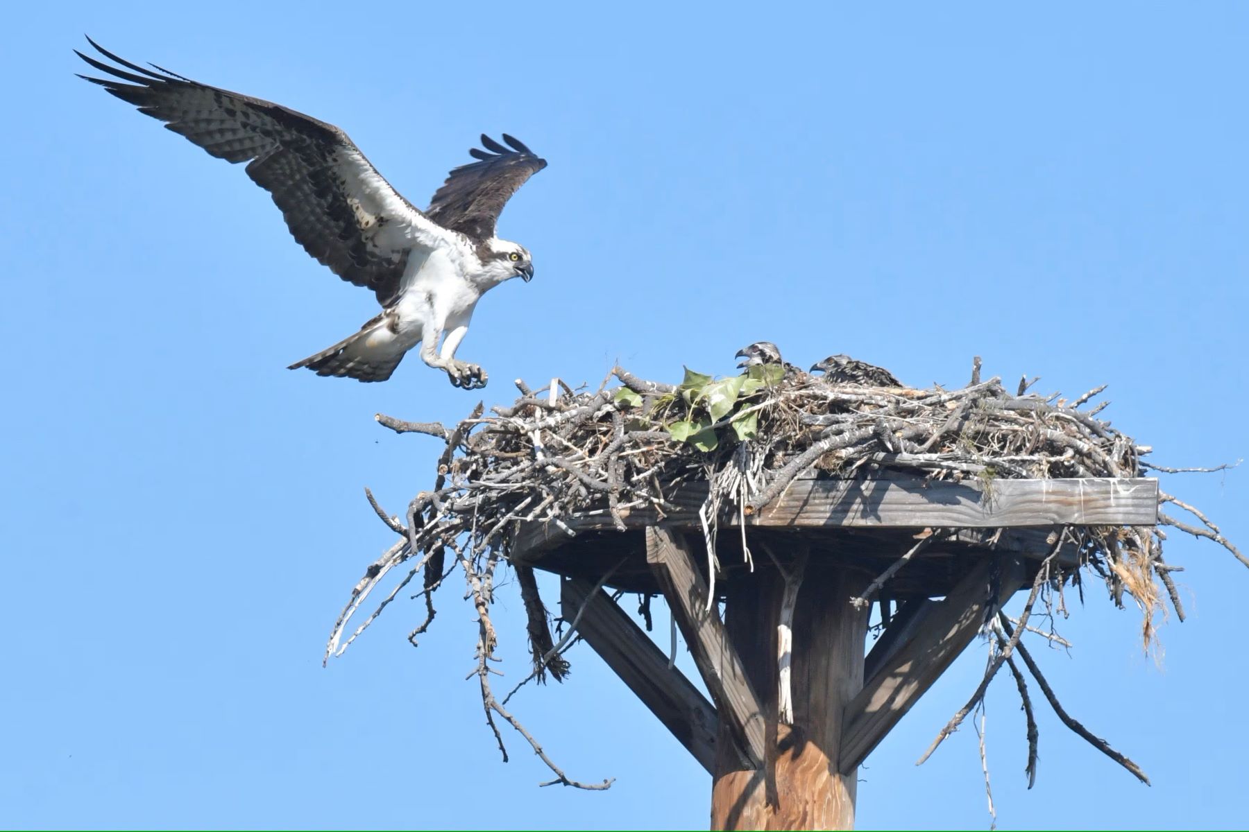 Hidden-Osprey-Nests-On-Forgotten-Structures hidden-osprey-nests-on-forgotten-structures