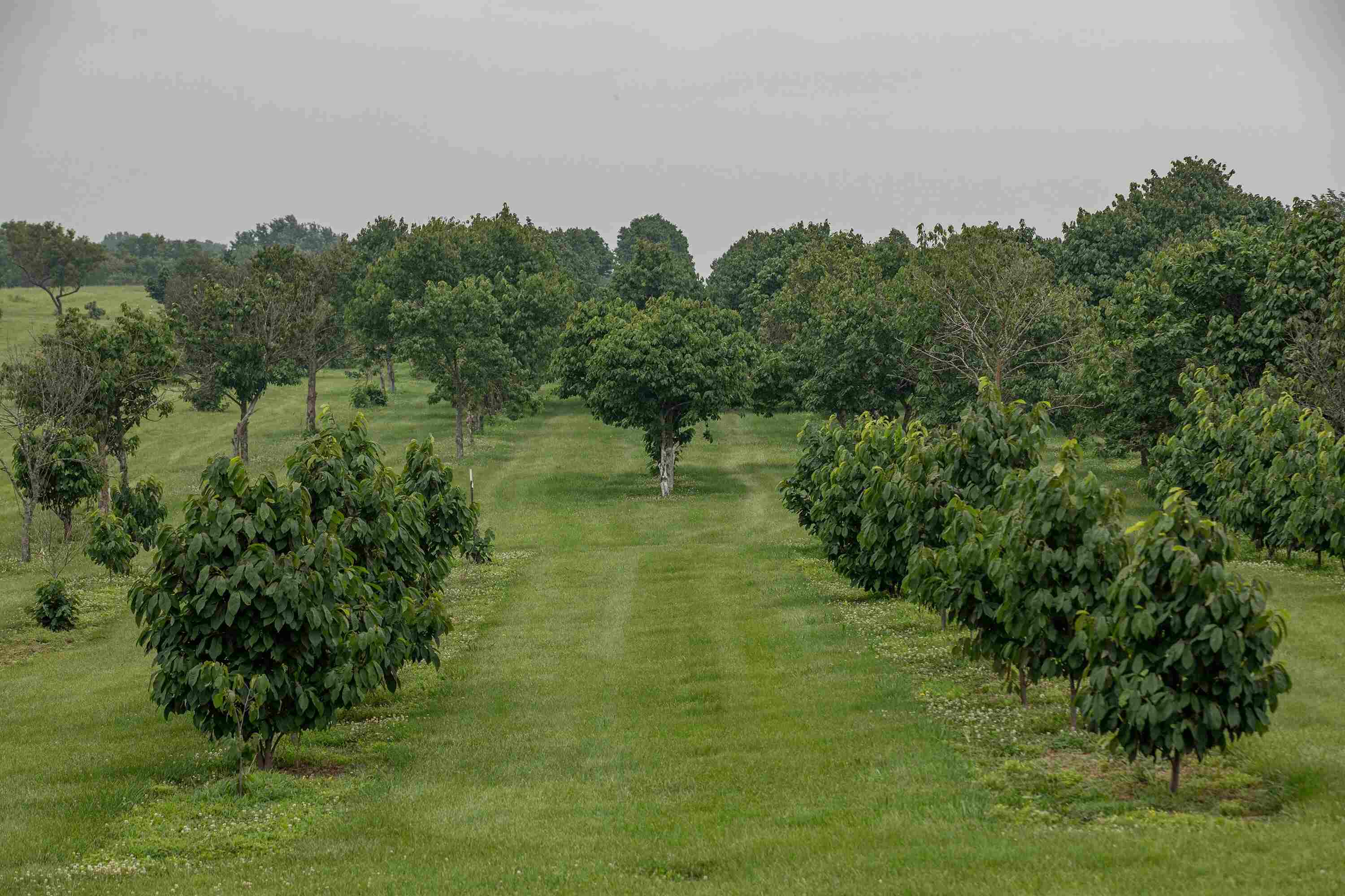 Hidden-Pawpaw-Patches-In-Ohio8217s-Scioto-Valley hidden-pawpaw-patches-in-ohios-scioto-valley