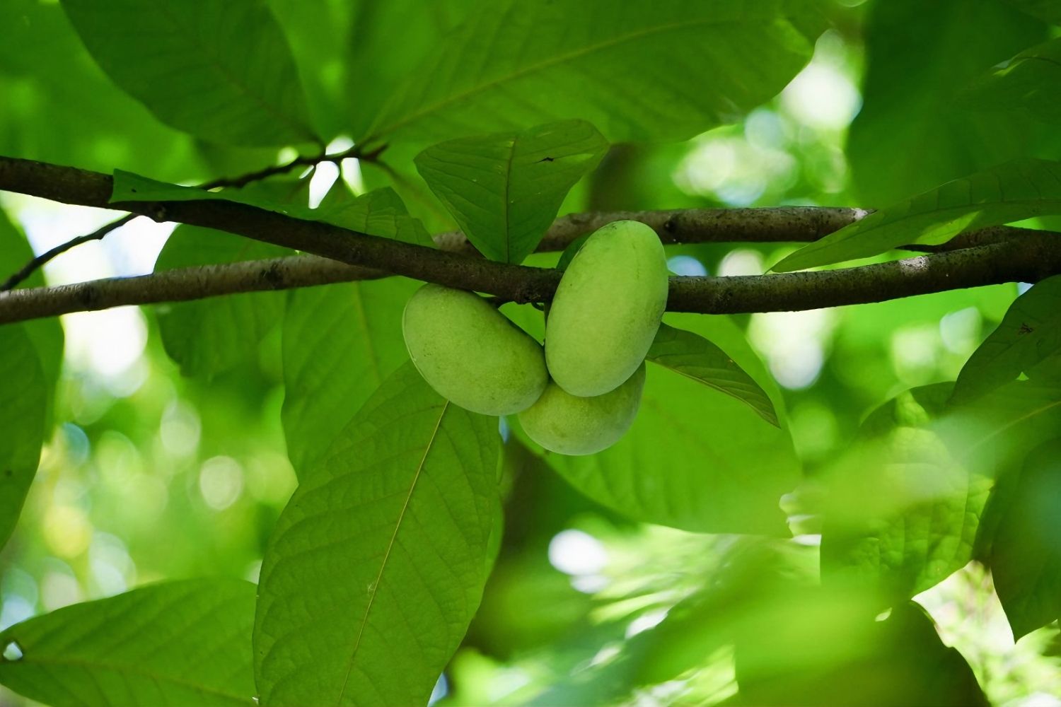 Hidden-Pawpaw-Patches-In-West-Virginia hidden-pawpaw-patches-in-west-virginia