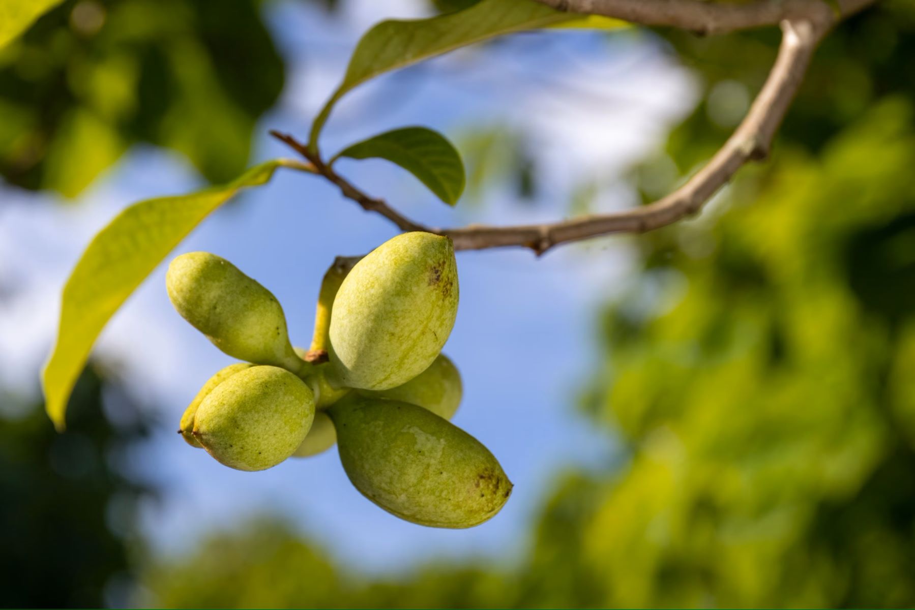 Hidden-Pawpaw-Patches-Of-The-Ohio-Valley hidden-pawpaw-patches-of-the-ohio-valley