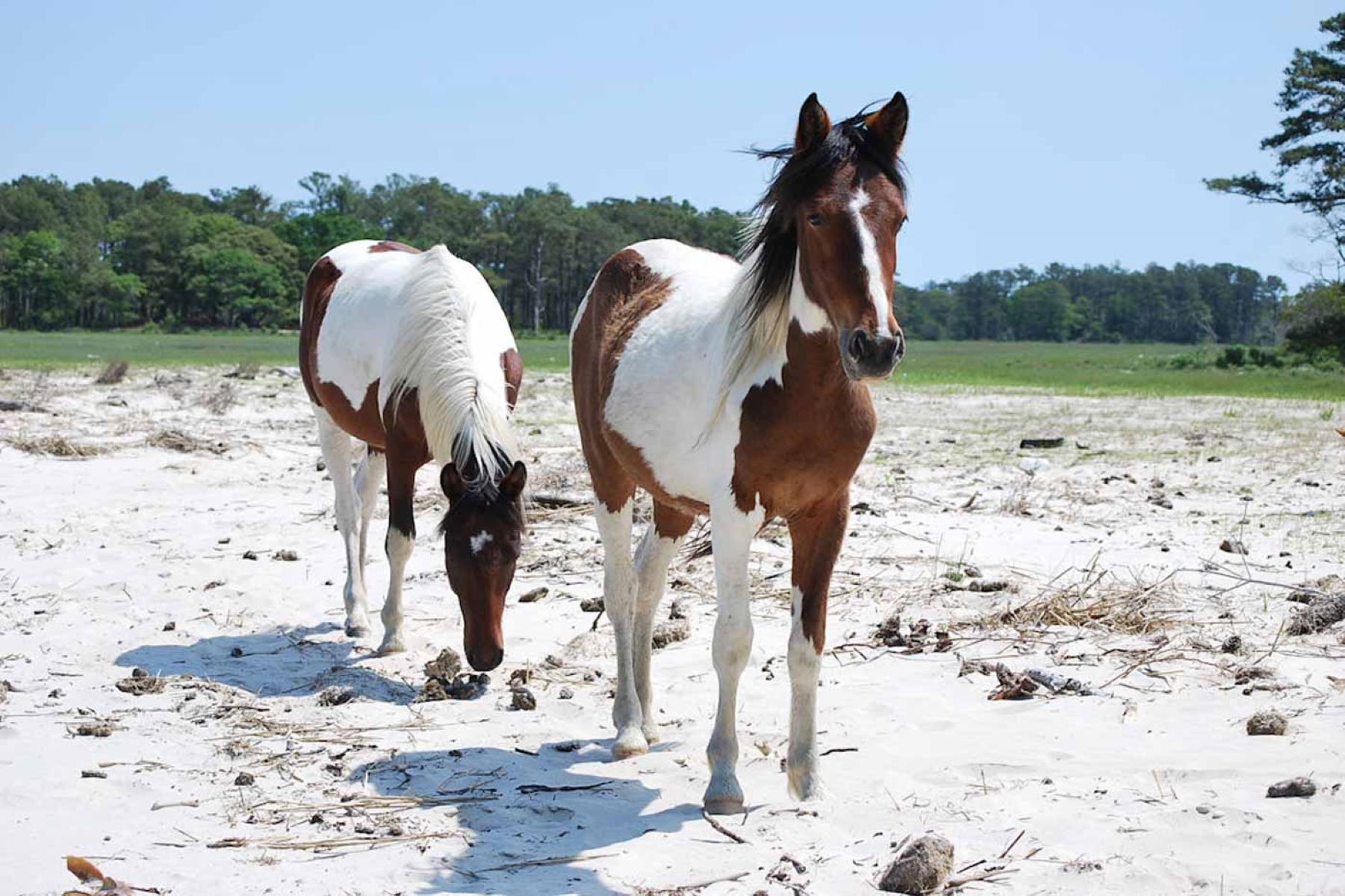 hidden-places-to-see-wild-chincoteague-ponies-in-virginia