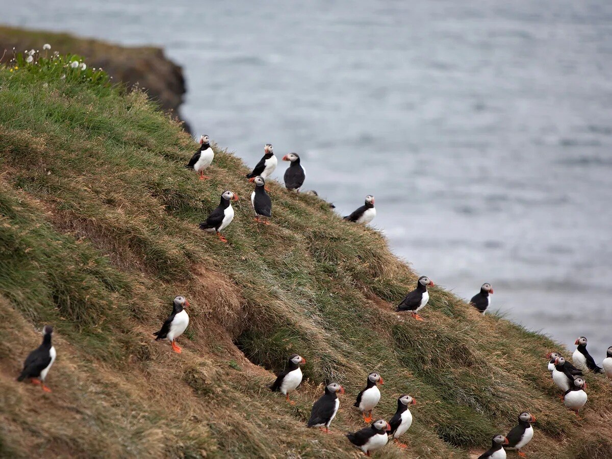 Hidden-Puffin-Nesting-Cliffs-Of-Maine hidden-puffin-nesting-cliffs-of-maine