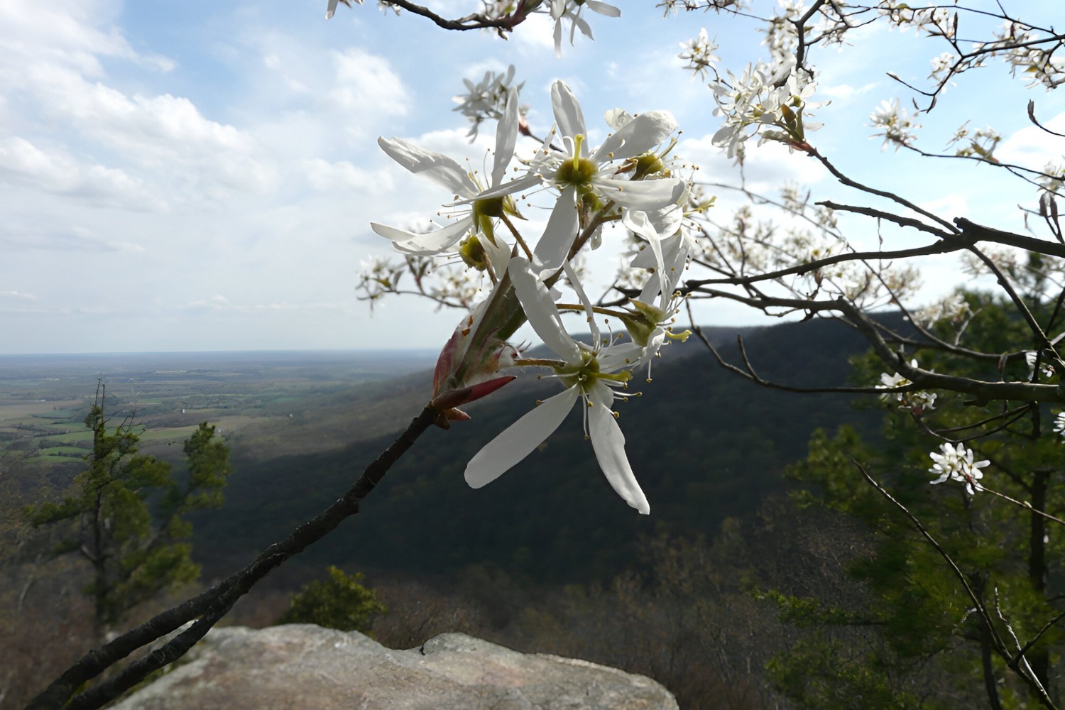 Hidden-Serviceberry-Groves-Of-The-Mountain-States hidden-serviceberry-groves-of-the-mountain-states