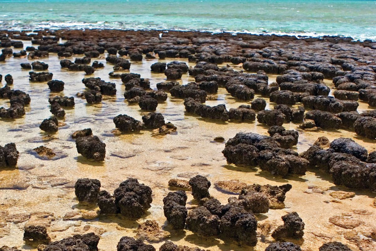 hidden-shores-mysterious-stromatolites-in-saline-lakes