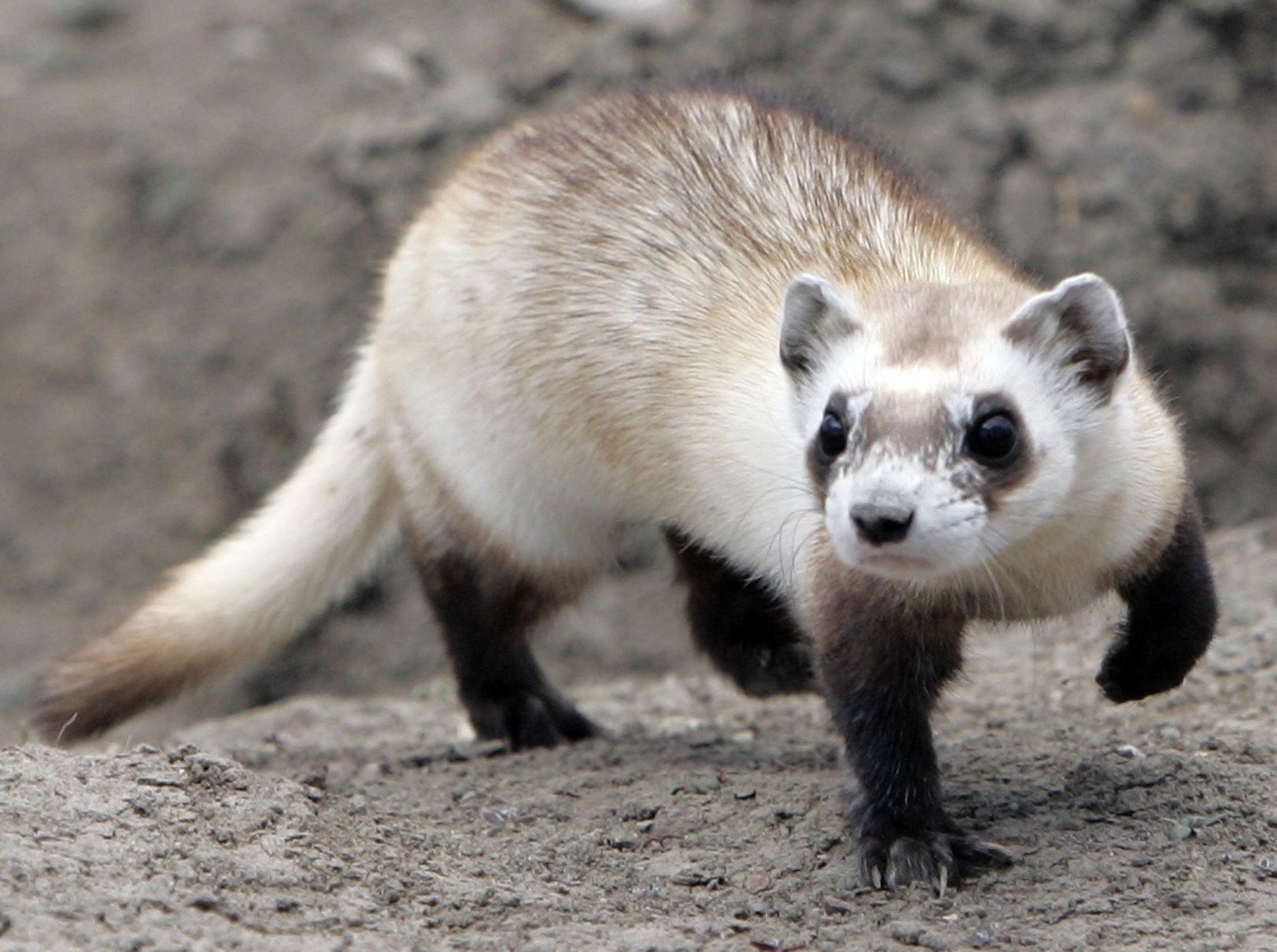 Hidden-Sites-Of-Black-Footed-Ferret-Reintroduction hidden-sites-of-black-footed-ferret-reintroduction