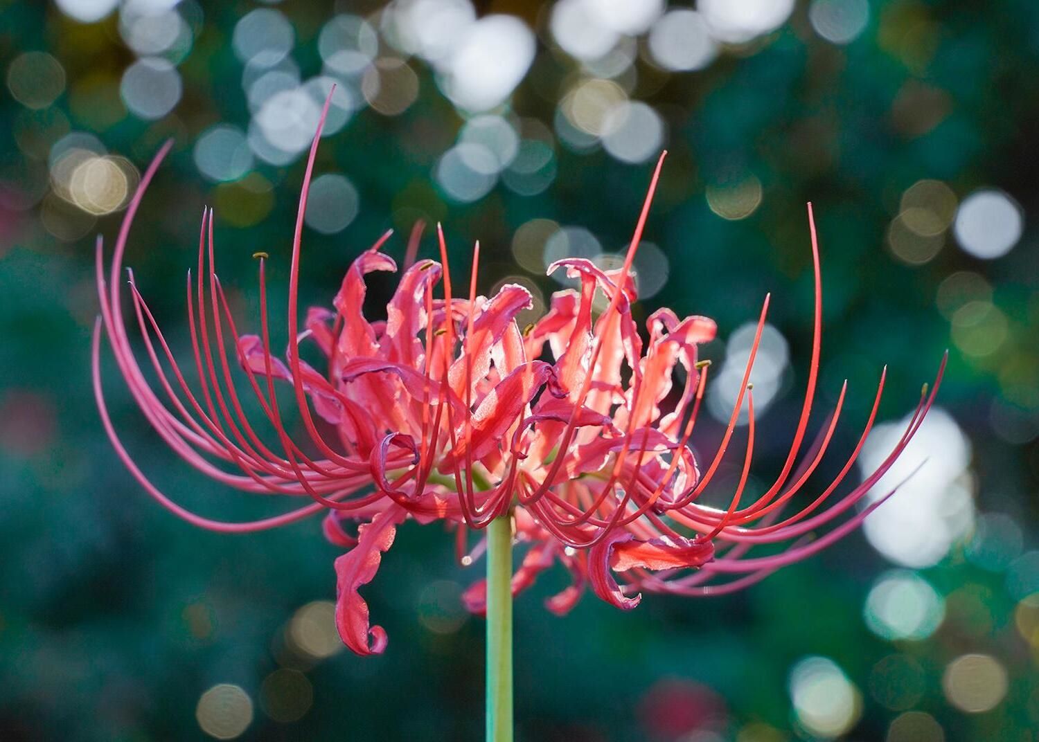hidden-spider-lily-lagoons-of-mississippis-gulf-coast