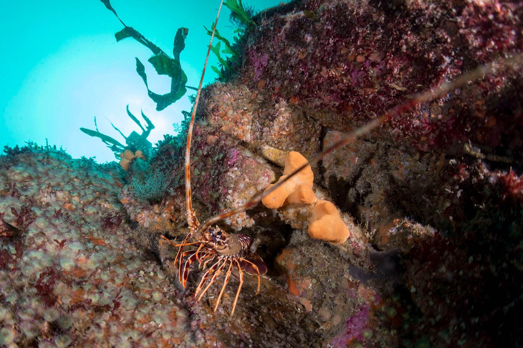 Hidden-Spiny-Lobster-Seas-Of-The-Coral-Crevices hidden-spiny-lobster-seas-of-the-coral-crevices