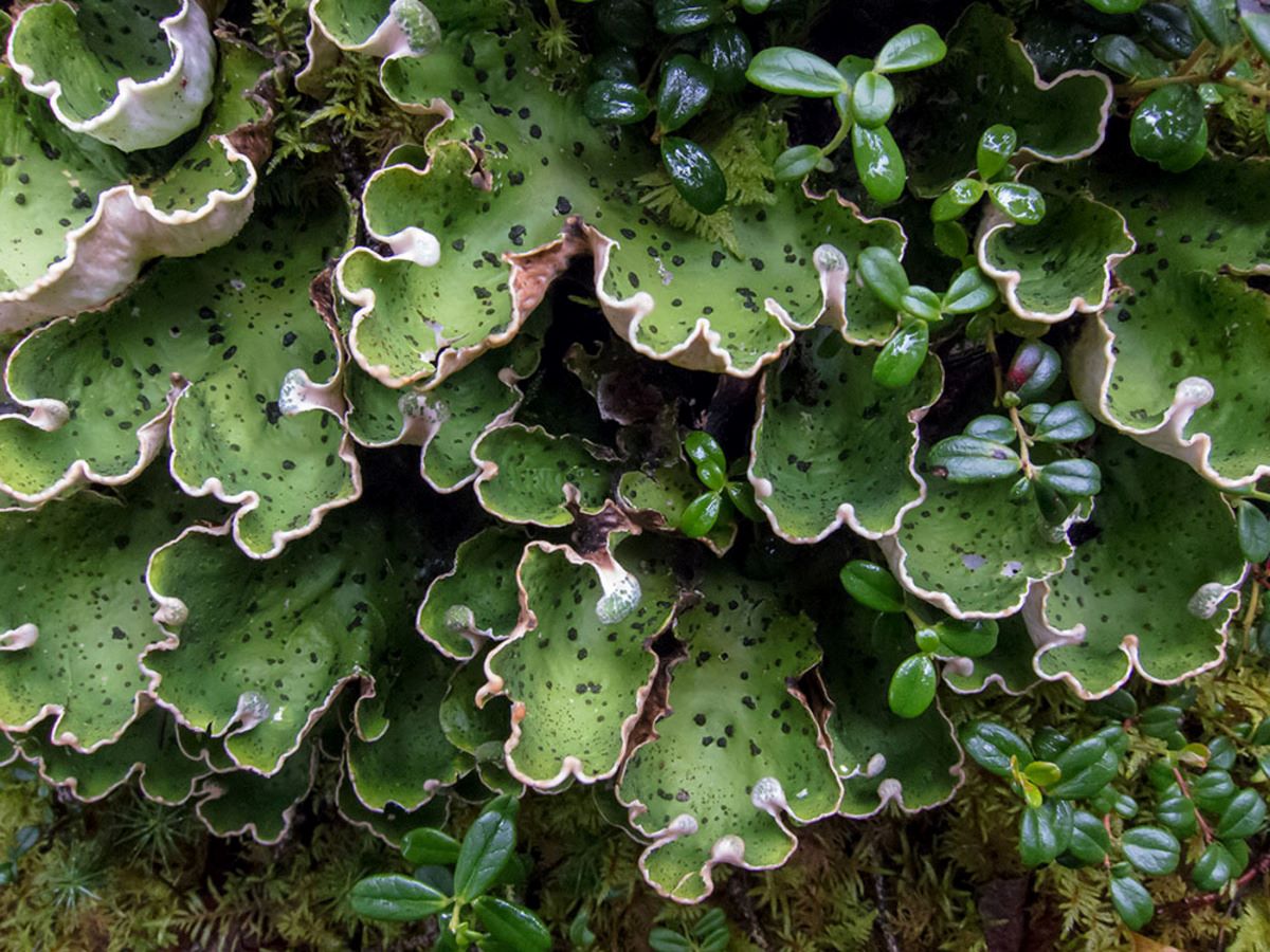 Hidden-Sunburst-Lichen-Fields-Of-The-Arctic-Tundra hidden-sunburst-lichen-fields-of-the-arctic-tundra