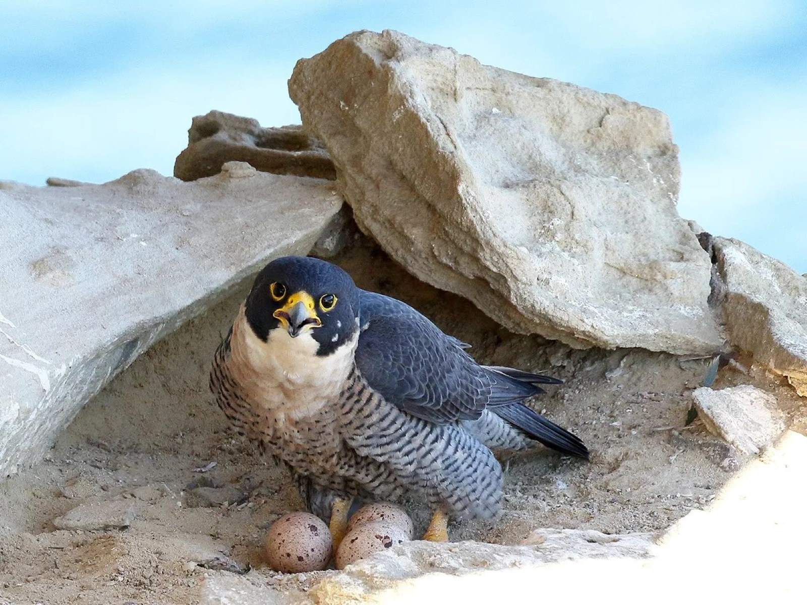 Hidden-Urban-Nests-Of-Peregrine-Falcons hidden-urban-nests-of-peregrine-falcons