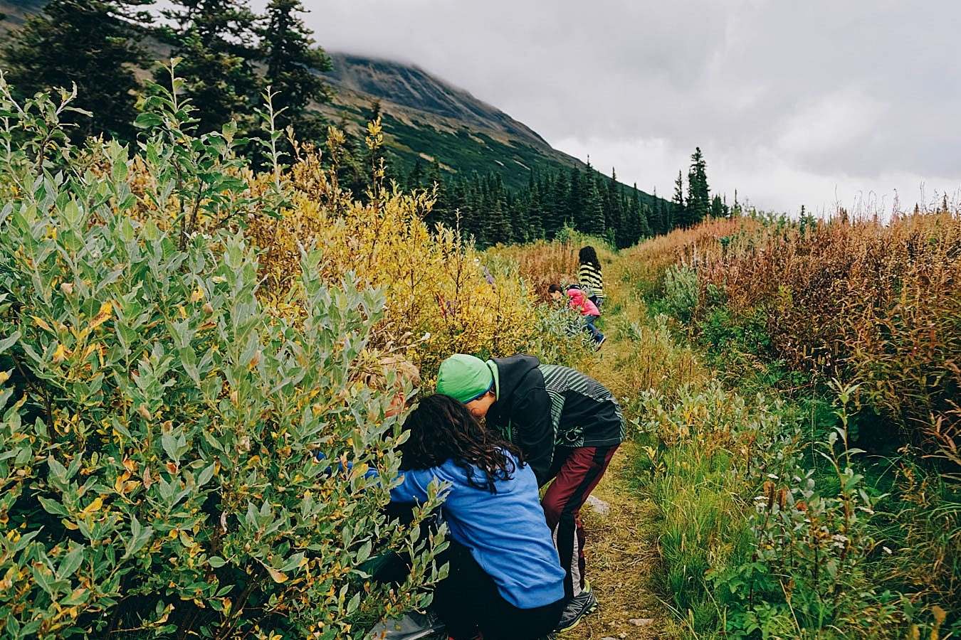 Hidden-Wild-Bearberry-Patches-Of-Yukon hidden-wild-bearberry-patches-of-yukon