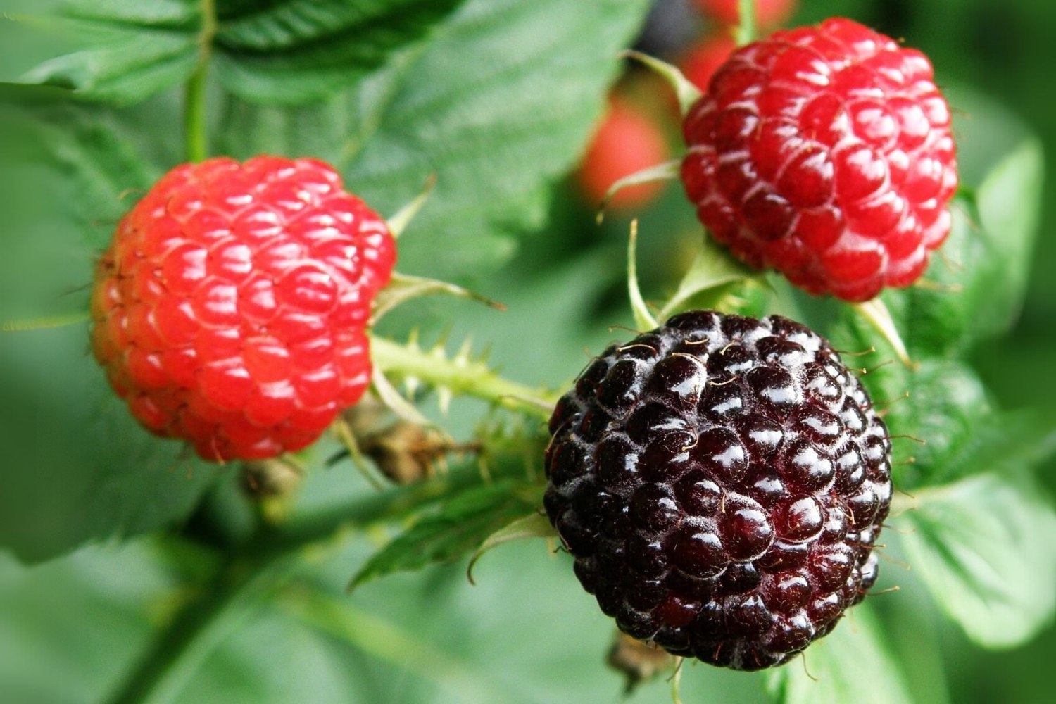 Hidden-Wild-Blackcap-Raspberry-Patches-In-Alaska8217s-Tongass-Forest hidden-wild-blackcap-raspberry-patches-in-alaskas-tongass-forest
