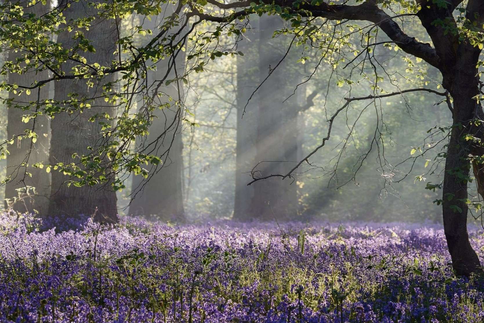 Hidden-Wild-Bluebell-Woods-Of-Ireland hidden-wild-bluebell-woods-of-ireland