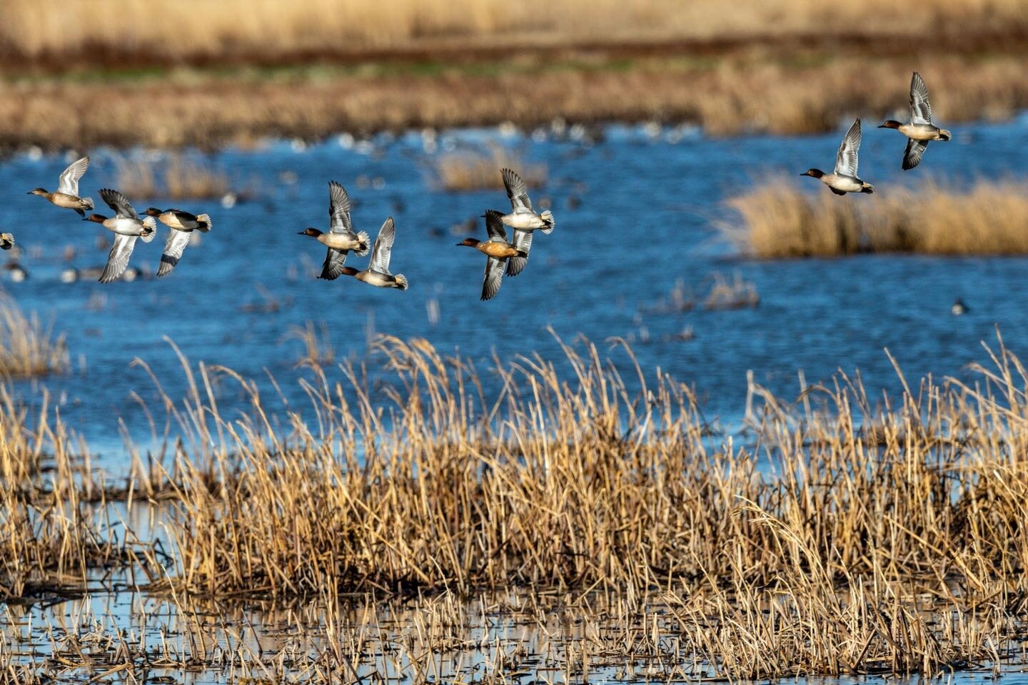 Hidden-Wild-Cattail-Marshes-Of-Nebraska8217s-Rainwater-Basin hidden-wild-cattail-marshes-of-nebraskas-rainwater-basin