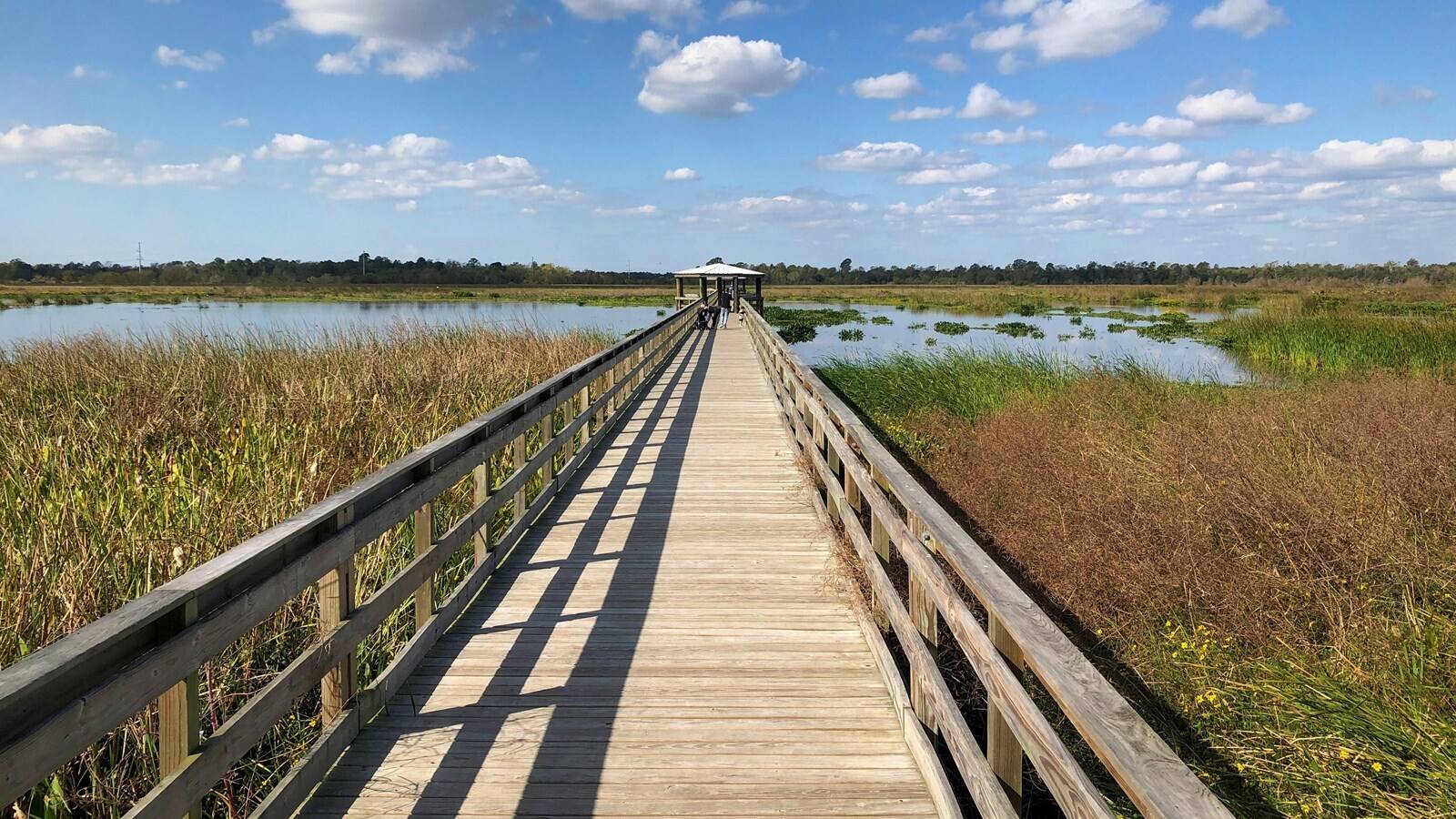 Hidden-Wild-Cattail-Marshes-Of-The-Midwest hidden-wild-cattail-marshes-of-the-midwest