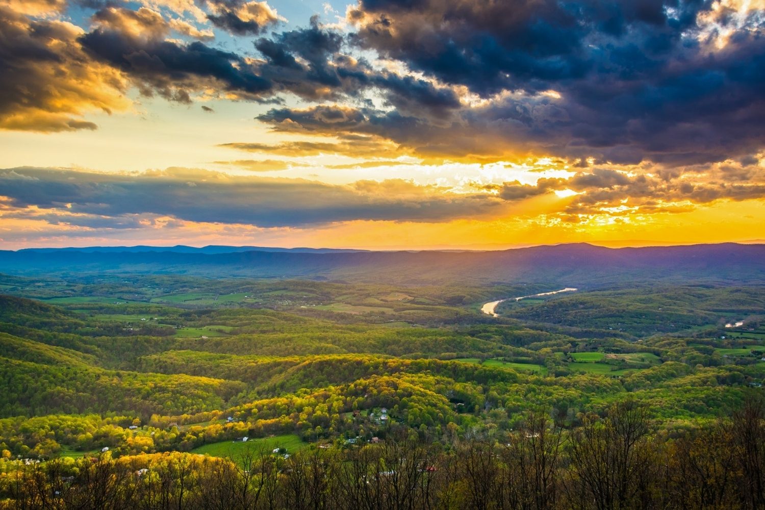 hidden-wild-chestnut-groves-in-virginias-shenandoah-valley