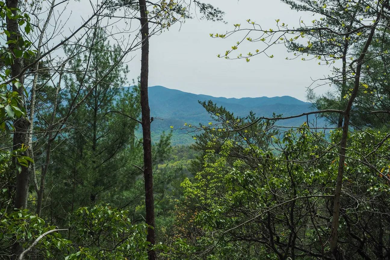 Hidden-Wild-Chestnut-Groves-Of-Tennessee8217s-Great-Smoky-Mountains hidden-wild-chestnut-groves-of-tennessees-great-smoky-mountains