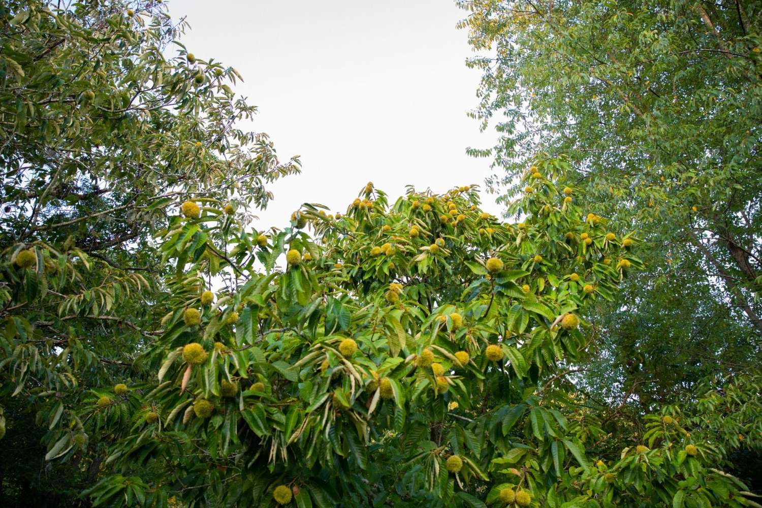 hidden-wild-chestnut-groves-of-the-caucasus-mountains