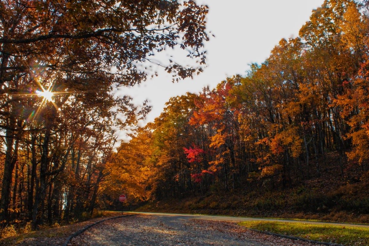 Hidden-Wild-Chestnut-Groves-Of-Virginia8217s-Blue-Ridge-Mountains hidden-wild-chestnut-groves-of-virginias-blue-ridge-mountains