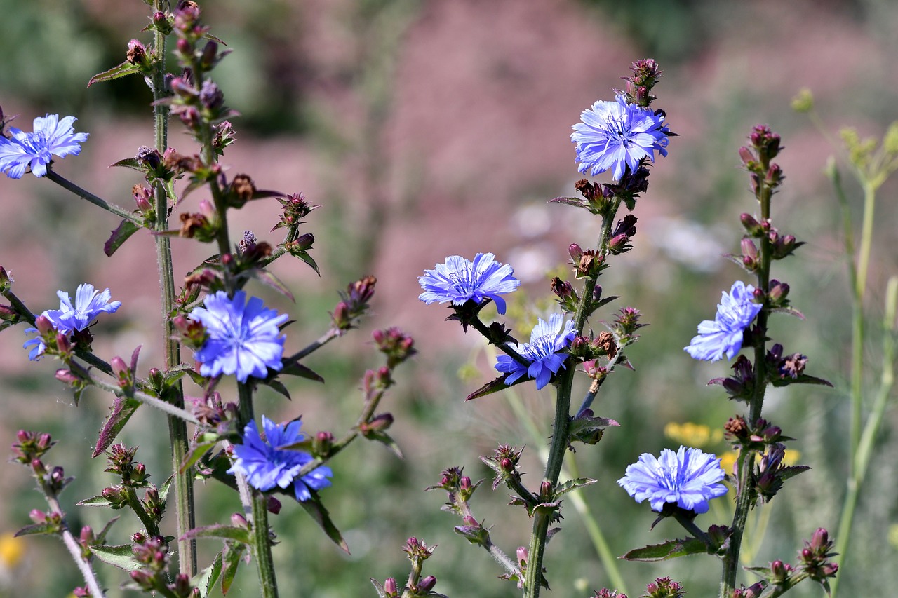 Hidden-Wild-Chicory-Fields-In-Minnesota hidden-wild-chicory-fields-in-minnesota