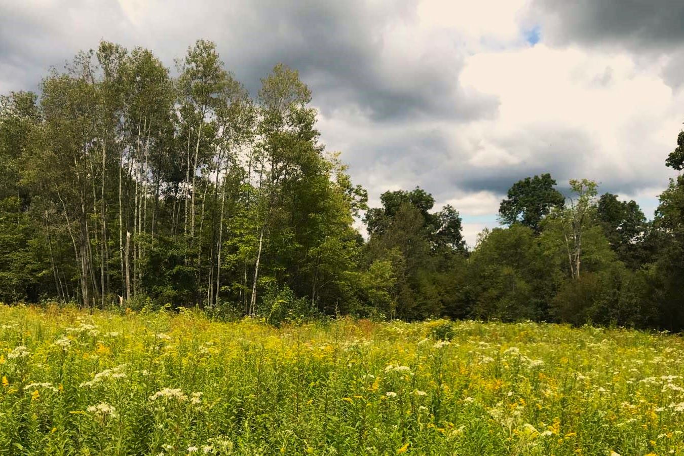 Hidden-Wild-Chicory-Fields-In-The-Great-Lakes-Region hidden-wild-chicory-fields-in-the-great-lakes-region