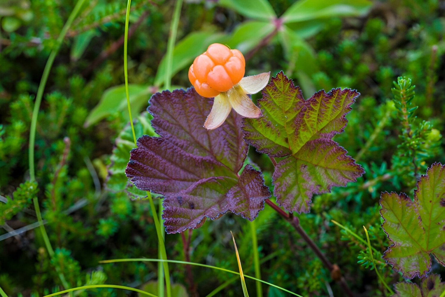 Hidden-Wild-Cloudberry-Bogs-Of-Michigan8217s-Upper-Peninsula hidden-wild-cloudberry-bogs-of-michigans-upper-peninsula