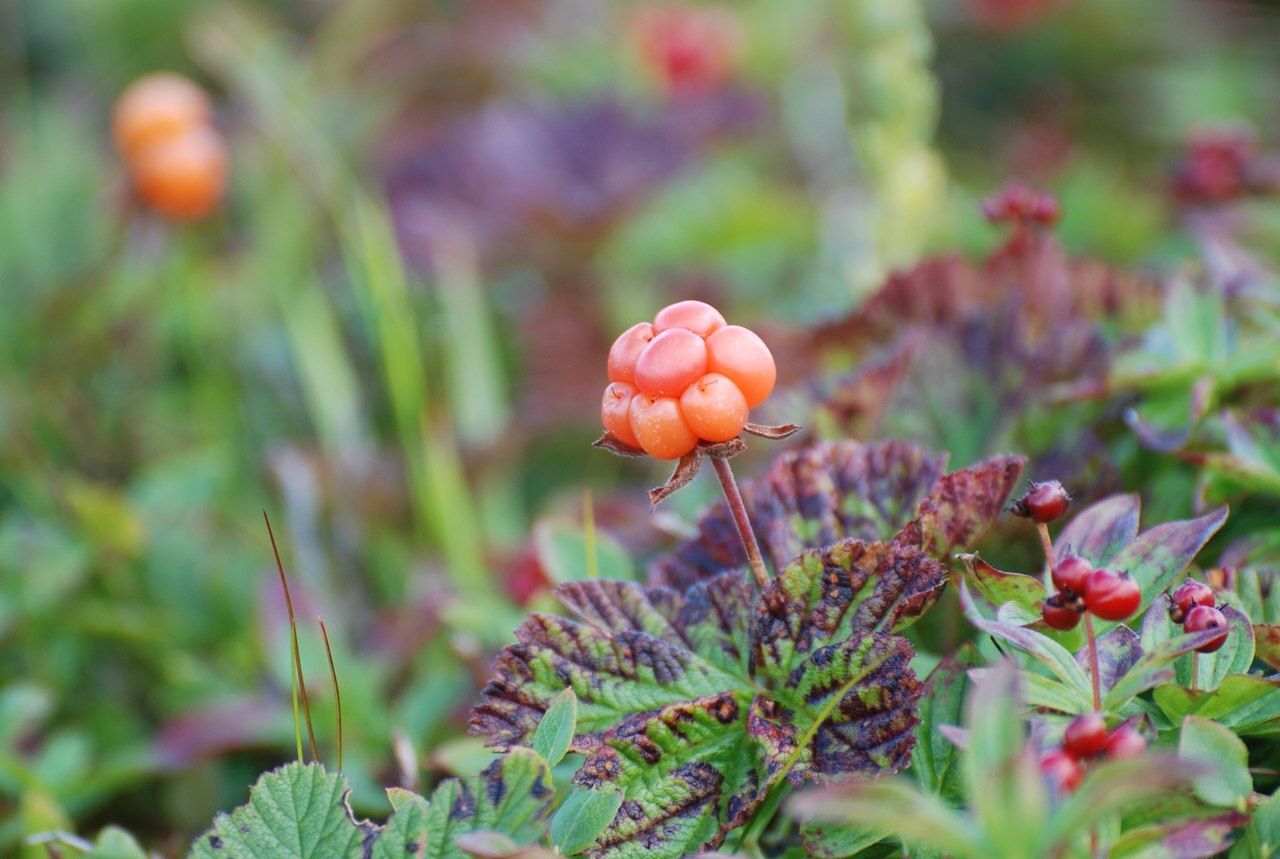 Hidden-Wild-Cloudberry-Bogs-Of-Minnesota hidden-wild-cloudberry-bogs-of-minnesota