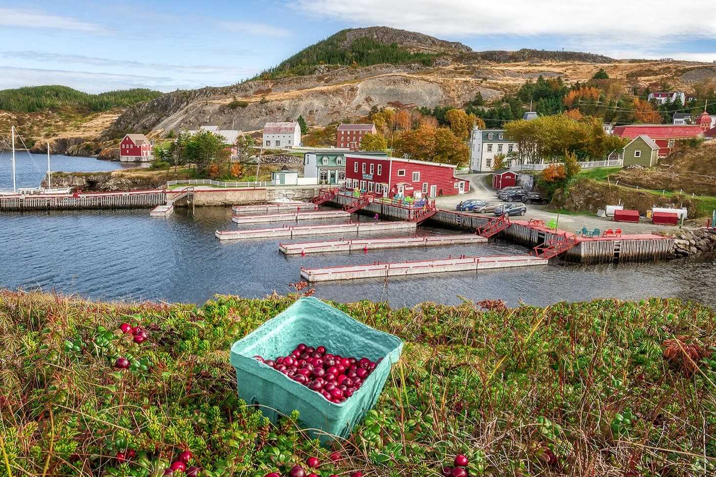Hidden-Wild-Cloudberry-Bogs-Of-Newfoundland hidden-wild-cloudberry-bogs-of-newfoundland